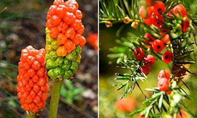 Poisonous Plants